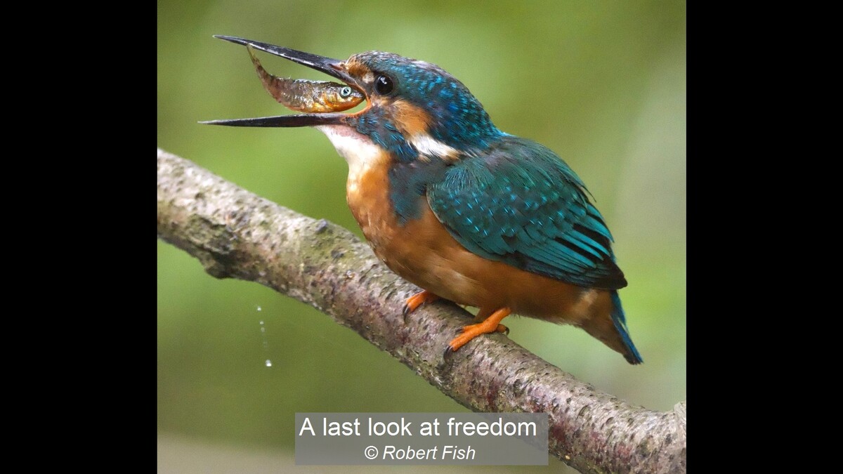 A last look at freedom